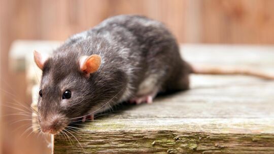 Auf einem Grundstück in Erkenbrechtsweiler tummeln sich Ratten. Symbolbild: stock.adobe.com Auf einem Grundstück in Erkenbrechtsweiler tummeln sich Ratten. Symbolbild: stock.adobe.com