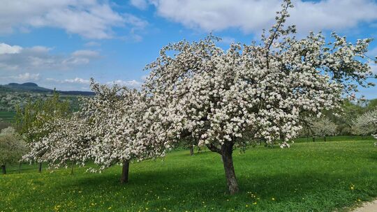 Die Teckregion ist für ihre Streuobstwiesen bekannt. Damit die Bäume wie hier in Owen ihre Pracht beibehalten, müssen sie gepfle Die Teckregion ist für ihre Streuobstwiesen bekannt. Damit die Bäume wie hier in Owen ihre Pracht beibehalten, müssen sie gepfle