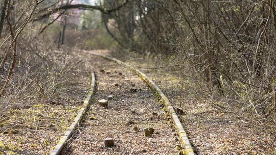 Christian Schürholz und seine Freunde haben ein 155 Meter langes Schienenstück in der Bohnau von Bäumen befreit. Foto: Carsten R Christian Schürholz und seine Freunde haben ein 155 Meter langes Schienenstück in der Bohnau von Bäumen befreit. Foto: Carsten R