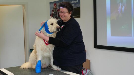 Jutta Ziller zeigt an ihrem Hund Henry, wie ein Verband richtig angelegt wird. Foto: Jule Störk Jutta Ziller zeigt an ihrem Hund Henry, wie ein Verband richtig angelegt wird. Foto: Jule Störk