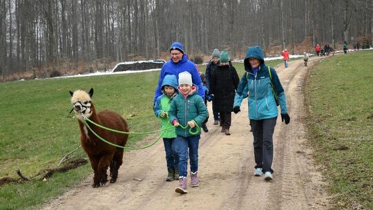 Die erste Alpaka-Wanderung des Schwäbischen Albvereins für Familien mit Kindern fand großen Anklang. Foto: Cornelia Wahl Die erste Alpaka-Wanderung des Schwäbischen Albvereins für Familien mit Kindern fand großen Anklang. Foto: Cornelia Wahl