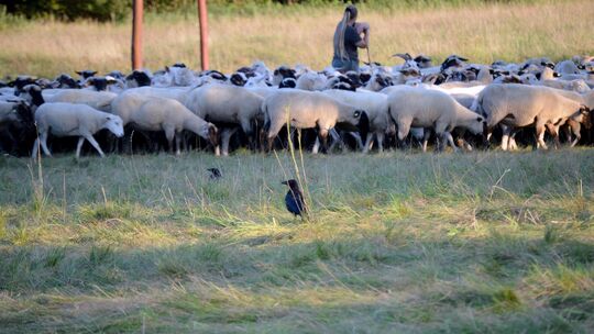 Besser die Herde nicht aus den Augen lassen: Kolkraben stellen eine Gefahr für Lämmer dar. Foto: Adobe Stock Besser die Herde nicht aus den Augen lassen: Kolkraben stellen eine Gefahr für Lämmer dar. Foto: Adobe Stock