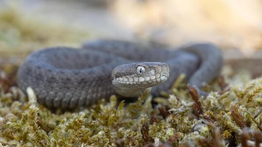 Die junge Kreuzotter (Foto oben) hat Carsten Riedl in Schopfloch fotografiert, als diese ein Bad in der Sonne genossen hat. Die junge Kreuzotter (Foto oben) hat Carsten Riedl in Schopfloch fotografiert, als diese ein Bad in der Sonne genossen hat.