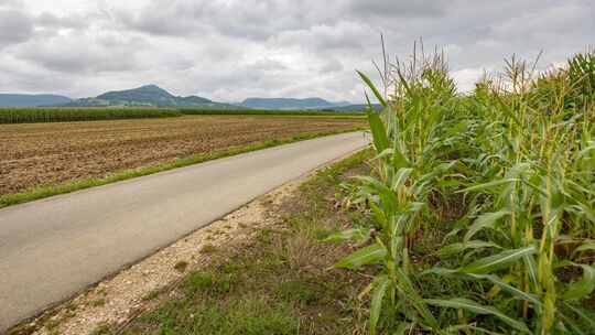 Beschränkt ein Betrieb seinen Maisanbau auf Futtermais für die eigene Viehhaltung? Diese Frage steht unter anderem im Bewerbungs Beschränkt ein Betrieb seinen Maisanbau auf Futtermais für die eigene Viehhaltung? Diese Frage steht unter anderem im Bewerbungs