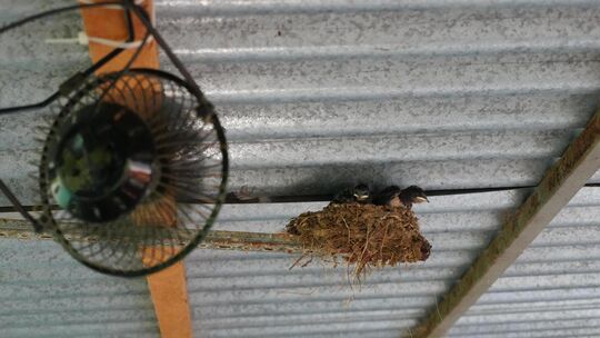 Luft statt Hitzestau: Ein kleiner Ventilator kühlt Schwalbennestlinge im Pferdestall von Birgit Braun. Foto: Jule Störk Luft statt Hitzestau: Ein kleiner Ventilator kühlt Schwalbennestlinge im Pferdestall von Birgit Braun. Foto: Jule Störk