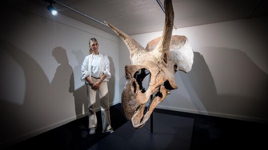 Urweltmuseum Holzmaden Kamilla Burr mit Ihrem Schädel eines Triceratops Urweltmuseum Holzmaden Kamilla Burr mit Ihrem Schädel eines Triceratops