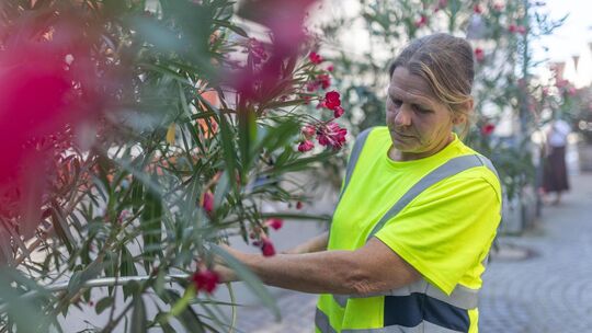 Die vielen fuchsiafarbenen Oleander, die Kirchheims Fußgängerzone schmücken, brauchen während der heißen Sommertage reichlich Wa Die vielen fuchsiafarbenen Oleander, die Kirchheims Fußgängerzone schmücken, brauchen während der heißen Sommertage reichlich Wa