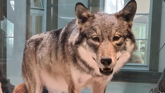 Der nach über 150 Jahren erste nachgewiesene Wolf in Württemberg wurde direkt überfahren und danach ausgestopft. Foto: Stephanie Der nach über 150 Jahren erste nachgewiesene Wolf in Württemberg wurde direkt überfahren und danach ausgestopft. Foto: Stephanie