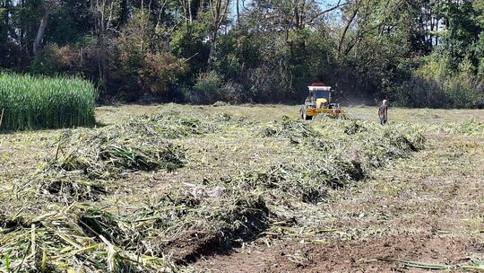 Der Erlachsee ist trockengelegt worden, um das Gewässer vom Schlamm zu befreien. Für Mäharbeiten auf dem Grund des ehemaligen Ka Der Erlachsee ist trockengelegt worden, um das Gewässer vom Schlamm zu befreien. Für Mäharbeiten auf dem Grund des ehemaligen Ka