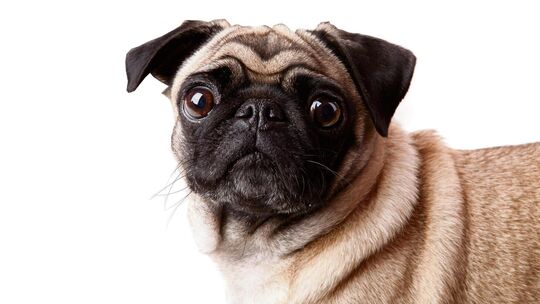 Ein wenig Mops steckt doch in jedem. Foto: Adobe Stock Ein wenig Mops steckt doch in jedem. Foto: Adobe Stock