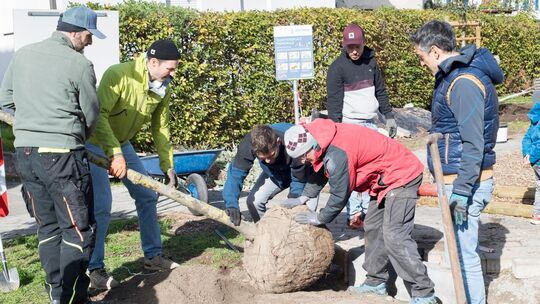 Der Quartiersplatz im Paradiesle Kirchheim wird umgestaltet. Eine von zwei Silberlinden wird gepflanzt. Der Quartiersplatz im Paradiesle Kirchheim wird umgestaltet. Eine von zwei Silberlinden wird gepflanzt.